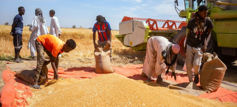 Ожидается, что в 2025 году мировое производство зерна вырастет на 4,4 процента – до 2 990 миллионов тонн, что станет историческим рекордом. 