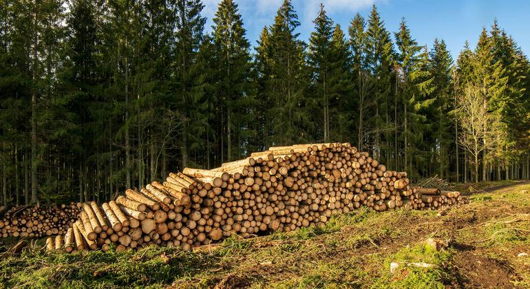 Вырубка лесов.