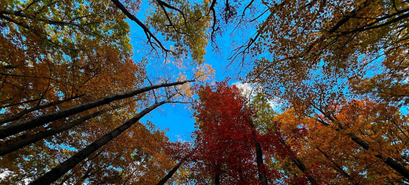 Леса играют важнейшую роль в борьбе с изменением климата, поскольку они поглощают огромные объемы углерода.