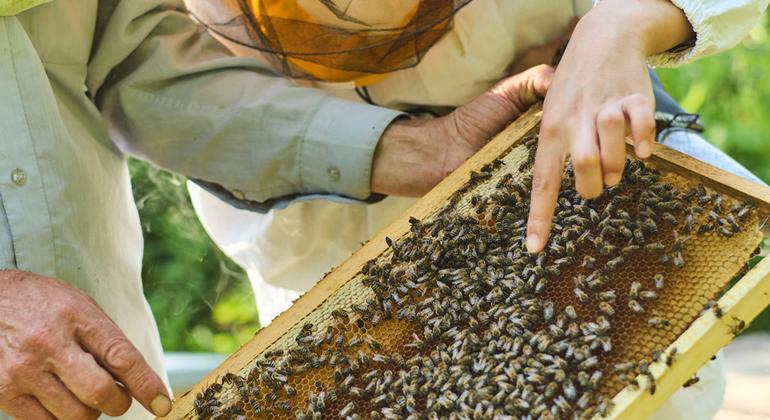 В детстве Зарнигор помогала ухаживать за семейной пасекой, а теперь завела своих собственных пчел.