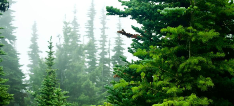 Глобальная лесная промышленность демонстрирует признаки восстановления