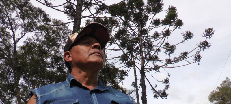 Мате: напиток, продлевающий жизнь леса