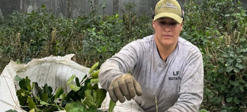 Мате: напиток, продлевающий жизнь леса