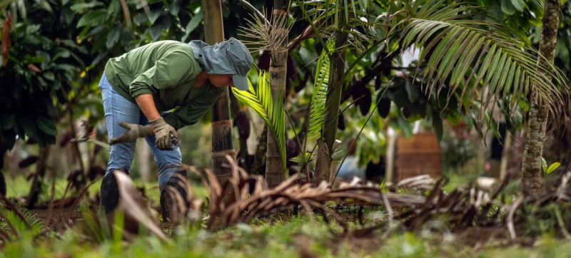Городские районы будущего: мегаполисы Бразилии расширяются в гармонии с природой