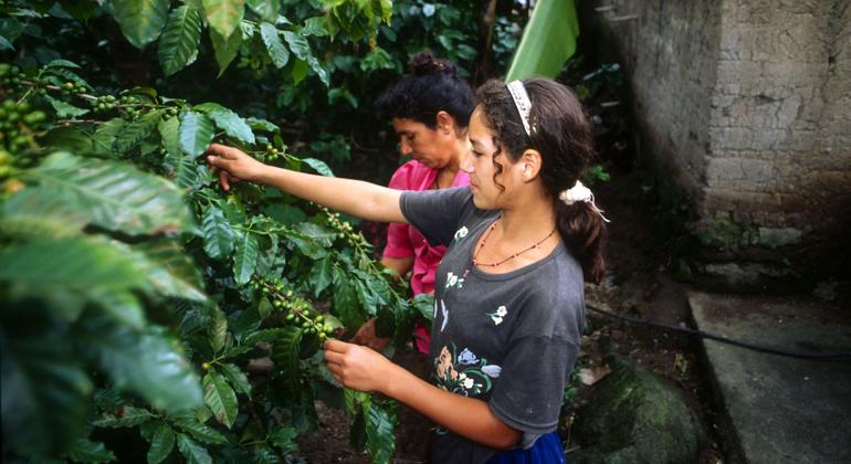 Генассамблея ООН учредила Международный день кофе