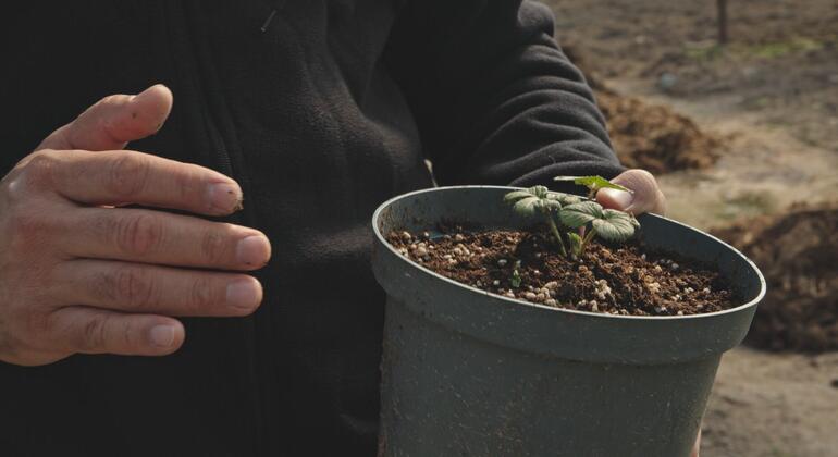 От сезонной работы за границей &ndash; к трансформации клубничного хозяйства Узбекистана