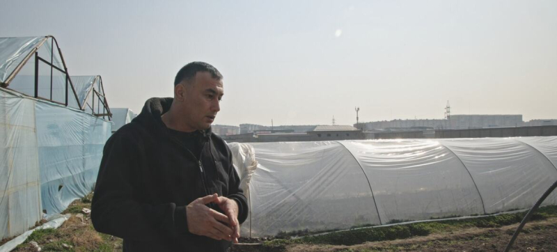 От сезонной работы за границей &ndash; к трансформации клубничного хозяйства Узбекистана