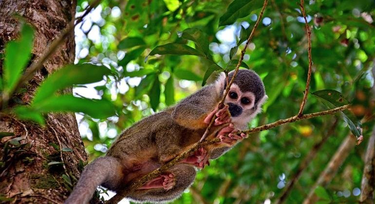 Объекты ЮНЕСКО &ndash; ключевой фактор сохранения биоразнообразия